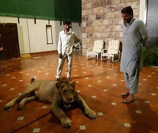 வீட்டில் சிங்கம் வளர்ப்பது உண்மையா? புகைப்படத்தை வெளியிட்ட பாகிஸ்தான் கிரிக்கெட் வீரர்!!