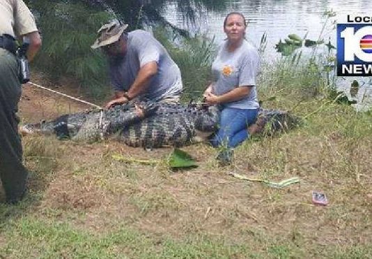 12 அடி நீள முதலை வயிற்றில் ஒரு பெண்ணின் கை: பாதிக்கப்பட்ட பெண் பலியாகி இருக்கலாம் என அச்சம்!!