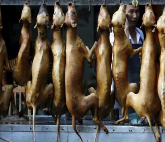 10000 நாய்களை பலியிடும் சீனர்கள்: உலகை உறைய வைக்கும் வினோத திருவிழா!!