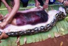 பெண்ணை விழுங்கிய மலைப்பாம்பு: வயிற்றை கிழித்து வெளியே எடுக்கும் பயங்கர காட்சி!