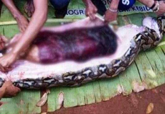பெண்ணை விழுங்கிய மலைப்பாம்பு: வயிற்றை கிழித்து வெளியே எடுக்கும் பயங்கர காட்சி!