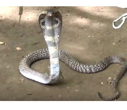 அச்சுறுத்திய நாகப்பாம்பை கண்டு அலறி அடித்து ஓடிய பயணிகள் : விரட்ட முயற்சித்த பெண்ணுக்கு கிடைத்த அதிஷ்டம்!