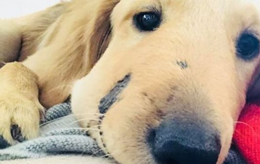 எஜமானியைக் காக்க பாம்பிடம் கடிபட்ட ஹீரோ நாய்!!