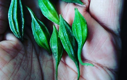 புற்றுநோயிலிருந்து எய்ட்ஸ் வரை அனைத்தையும் குணப்படுத்தும் ஒரே காய்!