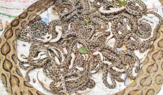 தலைநசுங்கி பலியான பாம்புக்கு அருகில் மலைப்போல் குவிந்து கிடந்த குட்டிகள்! தொடர்ந்து காத்திருக்கும் பேராபத்து?