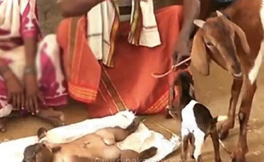 மனித உருவில் பிறந்த ஆட்டுக்குட்டி : பார்க்க குவியும் பொதுமக்கள்!!