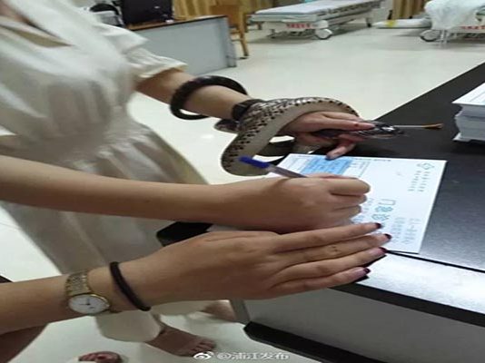 கடித்த பாம்பை கையில் சுற்றிக் கொண்டு மருத்துவமனைக்கு வந்த பெண்: