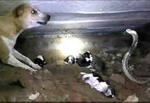 குட்டிகளை காப்பாற்ற உயிரை பணயம் வைத்து நாகப்பாம்புடன் ஆக்ரோஷமாக சண்டைபோட்ட நாய்!!