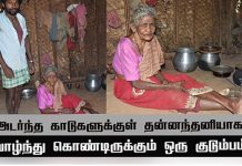 யானை புலிகளுடன் காட்டிற்குள் தனியாக வாழும் பாட்டி : நெஞ்சை உறைய வைக்கும் உண்மை!!