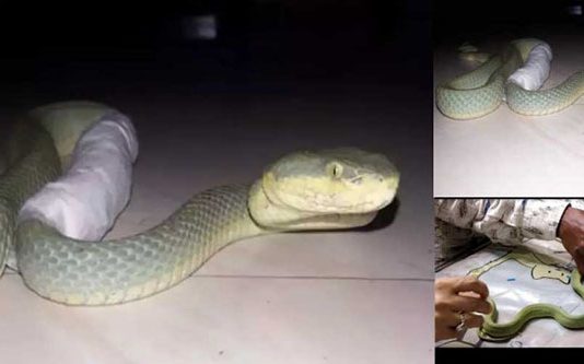 கொடிய விஷம் கொண்ட பாம்புக்கு மறுவாழ்க்கை கொடுத்த பாசக்கார நபர்!!