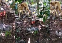 நாகப்பாம்பின் பின்புறத்தில் இருந்த காட்சி : வைரலான புகைப்படம்!!