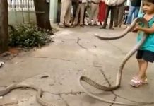 கொடிய விஷப் பாம்புகளுடன் கொஞ்சி விளையாடும் சிறுவன் : பதற்றத்துடன் பார்வையிடும் மக்கள்!!