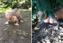 காட்டுப் பகுதியில் சுற்றித் திரிந்த ஏலியன்? கமெராவில் சிக்கிய அதிர்ச்சிப் புகைப்படங்கள்!!