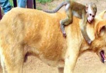 ஆச்சரியத்தை ஏற்படுத்திய நாய் – குரங்கின் பாசம்!!