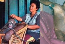 ஆண்களை பார்த்தாலே கதறி அழுவாள் : பல ஆண்களால் பாலியல் தொழிலுக்கு ஆளான குரங்கின் நரக வாழ்க்கை!!