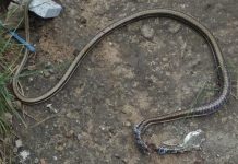 பைக்கில் பயணம் செய்த கொடிய விஷம் கொண்ட பாம்பு : நடந்த சம்பவம்!!