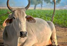 கர்ப்பிணி பசு மாட்டை பாலியல் வன்கொடுமை செய்த நபர்கள் : அதிர்ச்சி சம்பவம்!!