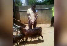 ஆடு சம்மதத்துடனே உறவுகொண்டேன் : பொலிசாரை அதிரவைத்த நபர்!!