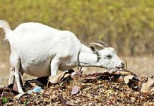 கர்ப்பிணி ஆடு பாலியல் வன்கொடுமை செய்து கொலை : கொடூரத்தின் உச்சக்கட்டம்!!