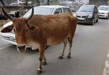 கூட்டு துஸ்பிரயோகம் செய்யப்பட்ட கர்ப்பிணி மாடு!!