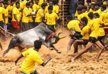 உலகிலேயே அதிக காளைகள் பங்கேற்பு : கின்னஸ் சாதனை படைத்த ஜல்லிக்கட்டு!!