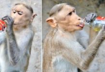 மதுபோதையில் தள்ளாடும் குரங்குகள் : மக்களை அதிர்ச்சிக்குள்ளாக்கிய சம்பவம்!!