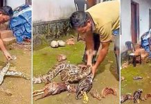 2 கோழிகளை விழுங்கிய மலைப்பாம்பு.. வயிற்றிலிருந்து வெளியில் எடுத்த நபர் : அதிரவைத்த சம்பவம்!!