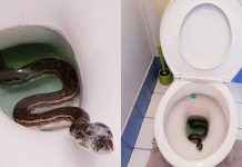 வெஸ்டன் கழிப்பறை சிறிய ஓட்டையில் இருந்து வெளியில் வந்த மலைப்பாம்பு : அடுத்த நடந்த சம்பவம்!!