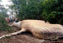 காட்டுக்குலிருந்து மீட்கப்பட்ட இராட்சத திமிங்கிலம் : அனைவரையும் ஆச்சரியத்தில் ஆழ்த்திய சம்பவம்!!