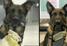 745,000 யூரோ பணத்தை கண்டுபிடித்த மோப்ப நாய்!!