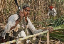 கரும்புத் தோட்ட வேலை… பெண்களின் கர்ப்பப்பைகளை நீக்கும் அவலம் : அம்பலமாகும் அதிர்ச்சித் தகவல்!!