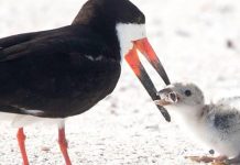 பசியால் கதறிய பறவைக்குஞ்சு : தாய் பறவையின் செயல் : நெஞ்சைப் பிசையும் புகைப்படம்!!