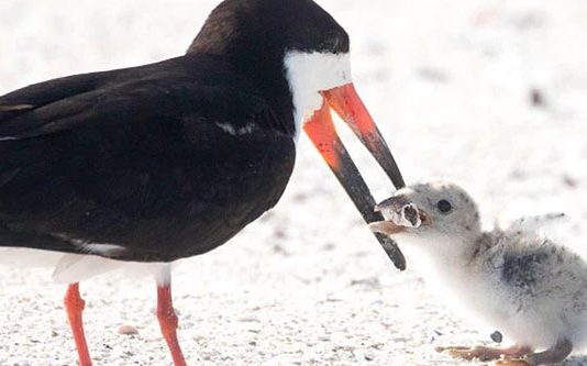 பசியால் கதறிய பறவைக்குஞ்சு : தாய் பறவையின் செயல் : நெஞ்சைப் பிசையும் புகைப்படம்!!