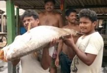 மீன் பிடிக்க கடலுக்குள் சென்ற நபருக்கு கிடைத்த அதிர்ஷ்டம்!!