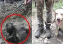 பூமிக்குள் புதைந்தவரை உயிரோடு காப்பாற்றிய நாய் : நெகிழ்ச்சி சம்பவம்!!