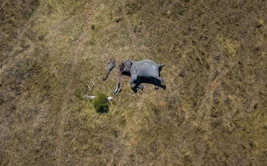 யானை தனி தும்பிக்கை தனி : உலகளவில் அதிர்வலைகளை ஏற்படுத்திய புகைப்படம்!!