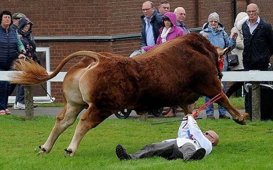 கம்பீரமான காளை என பரிசு வாங்கிய காளை : உரிமையாளரையே தா க்கி நிரூபித்த புகைப்படங்கள்!!