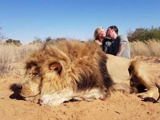 சிங்கத்தின் அருகில் முத்தமிட்டுக் கொண்ட ஜோடி : சாபமிடும் மக்கள்!!