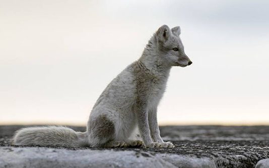 உலகையே வியக்க வைத்து சாதனை படைத்த ஆர்டிக் நரி : மிரண்டுபோன விஞ்ஞானிகள்!!