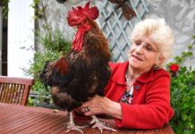 தலைப்புச் செய்தியாகியுள்ள சேவல் : இப்படியும் ஓர் வினோத வழக்கு!!