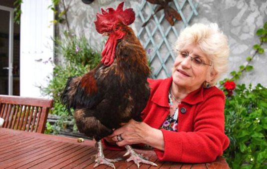 தலைப்புச் செய்தியாகியுள்ள சேவல் : இப்படியும் ஓர் வினோத வழக்கு!!