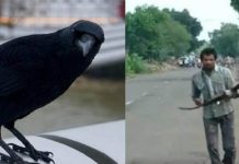 இளைஞரை மூன்று ஆண்டுகளாக பழிவாங்க துடிக்கும் காகங்கள் : அவர் பயத்துடன் வாழ காரணம் என்ன?