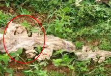 7 தலையுடன் அதிசய பாம்பா? பார்க்க குவியும் மக்கள்!!