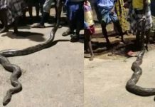 மயிலை விழுங்க முயன்ற ராட்சத மலைப்பாம்பு : அதன் பின் நடந்த சம்பவம்!!
