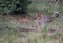 ராட்சத மலைப்பாம்பிடம் தனியாக சிக்கிய சிறுத்தை… இறுதியில் என்ன ஆனது தெரியுமா?