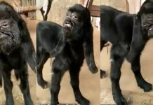 மனித கண்களுடன் பிறந்த விகாரமான ஆடு : கடவுளின் அவதாரமாக வணங்கும் மக்கள்!!