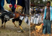 ஆசையாக வளர்த்த சேவலால் ப ரிதாபமாக உ யிரிழந்த உரிமையாளர்!!