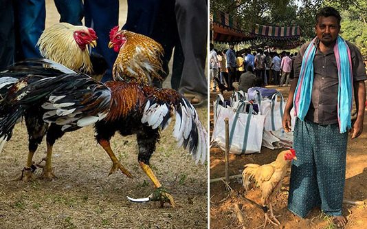 ஆசையாக வளர்த்த சேவலால் ப ரிதாபமாக உ யிரிழந்த உரிமையாளர்!!