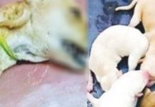 விபத்தில் உயிரிழந்த நாய் : வயிற்றை மருத்துவர் கிழித்து பார்த்த போது காத்திருந்த ஆச்சரியம்!!