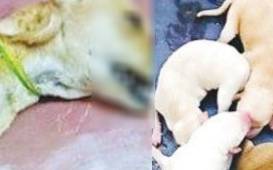 விபத்தில் உயிரிழந்த நாய் : வயிற்றை மருத்துவர் கிழித்து பார்த்த போது காத்திருந்த ஆச்சரியம்!!